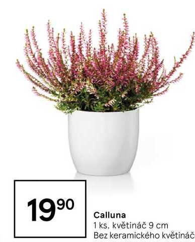 Calluna, 1 ks, květináč 9 cm