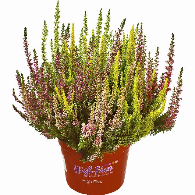 Calluna vulgaris Beauty Ladies HIGH FIVE