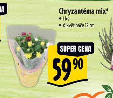 Chryzantéma mix