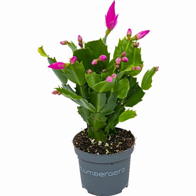 Vánoční kaktus Schlumbergera