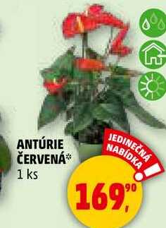 ANTÚRIE ČERVENÁ, 1 ks 