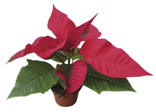 Poinsettia (vánoční hvězda), 1 KS