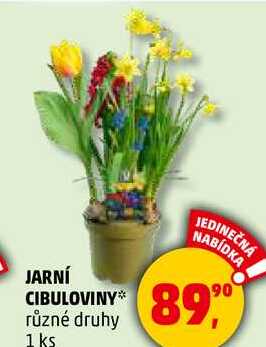 JARNÍ CIBULOVINY různé druhy, 1 ks