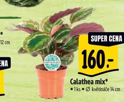 Calathea mix