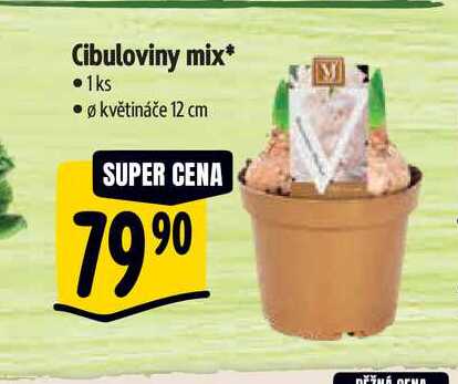 Cibuloviny mix, pr.  květináče 12 cm 