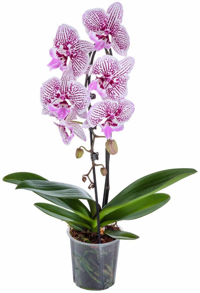 Orchidea Phalaenopsis