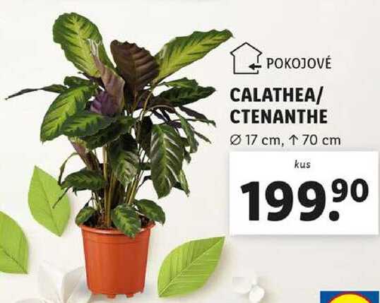 ARCHIV | CALATHEA/CTENANTHE v akci platn do: 16.3.2025 | AkcniCeny.cz