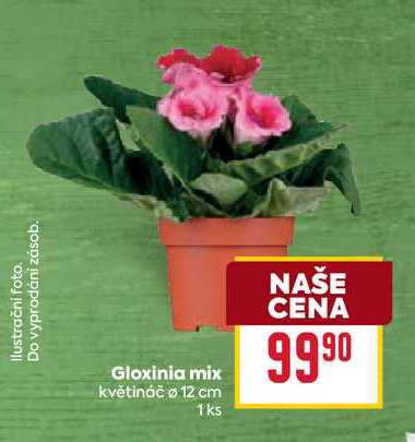 Gloxinia mix květináč o 12 cm 1ks