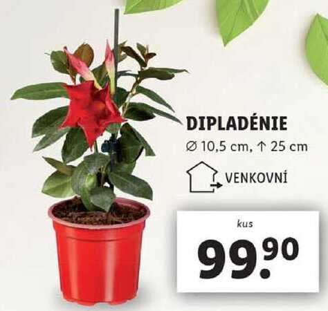 DIPLADÉNIE