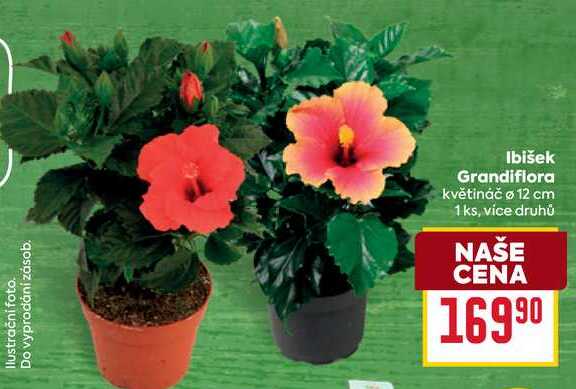 Ibišek Grandiflora květináč ø 12 cm 1ks