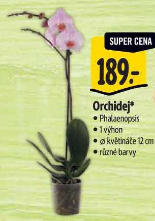 Orchidej