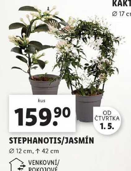 STEPHANOTIS/JASMÍN