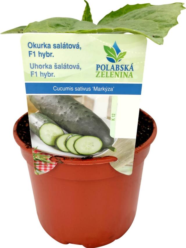 Okurka sadba