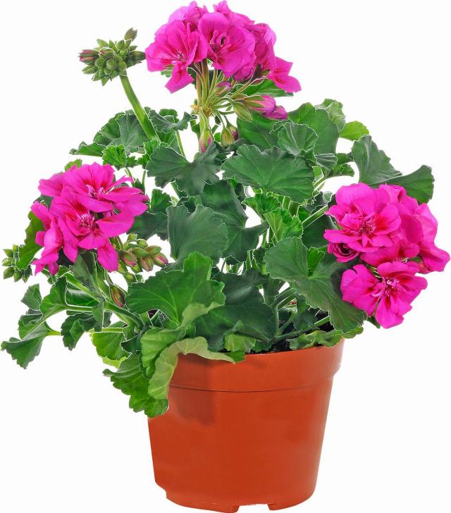 Pelargonie převislá