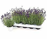 LEVANDULE LÉKAŘSKÁ (LAVANDULA ANGUSTIFOLIA)