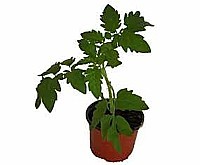 RAJČE KEŘÍČKOVÉ „DALIMIL” (SOLANUM LYCOPERSICUM)