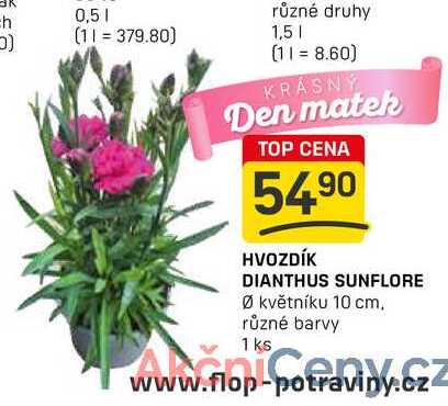 HVOZDÍK DIANTHUS SUNFLORE Ø květníku 10 cm. různé barvy 1 ks 