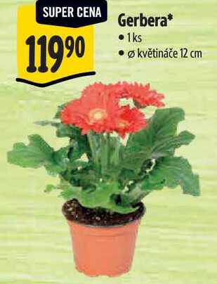Gerbera