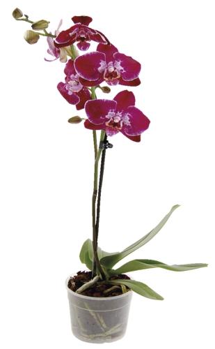 Phalaenopsis, 1 KS