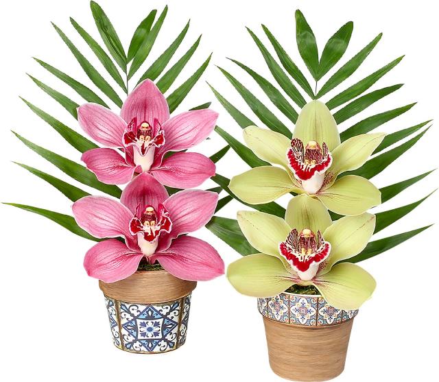 Orchidea Cymbidium 2 květy v keramice