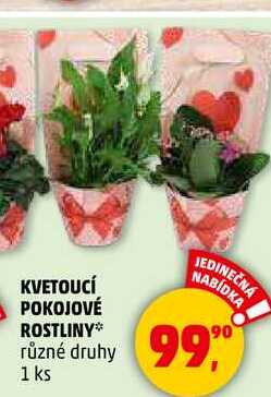 KVETOUCÍ POKOJOVÉ ROSTLINY různé druhy, 1 ks  