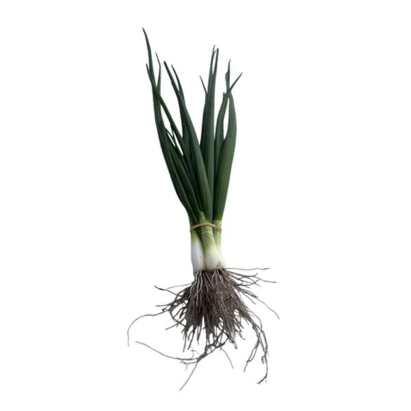 Farma Hana Součková Cibulka lahůdková jarní, svazek