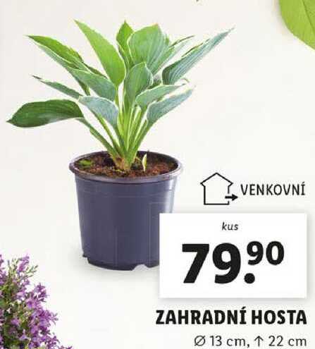ZAHRADNÍ HOSTA 