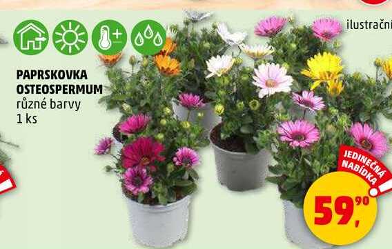 PAPRSKOVKA OSTEOSPERMUM různé barvy, 1 ks  