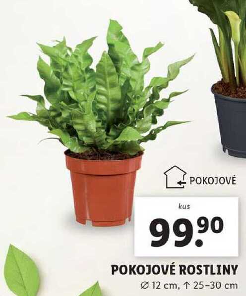 POKOJOVÉ ROSTLINY