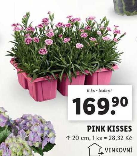 PINK KISSES, 6 ks