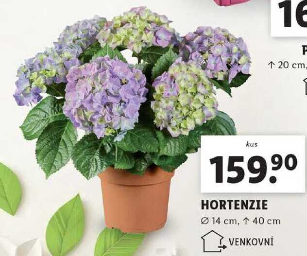 HORTENZIE