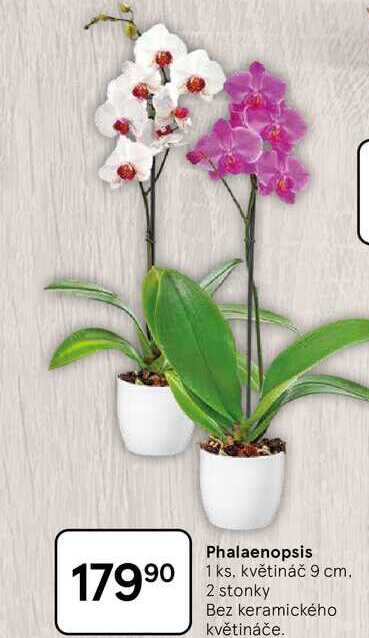 Phalaenopsis, 1 ks, květináč 9 cm 