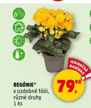 BEGÓNIE v ozdobné fólii, různé druhy, 1 ks  