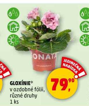 GLOXÍNIE v ozdobné fólii, různé druhy, 1 ks  
