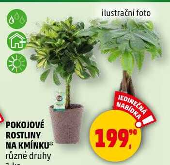 POKOJOVÉ ROSTLINY NA KMÍNKU různé druhy, 1 ks