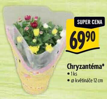 Chryzantéma