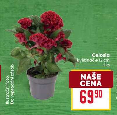 Celosia květináč ø 12 cm 1ks