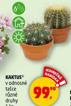 KAKTUS v odnosné tašce různé druhy, 1 ks