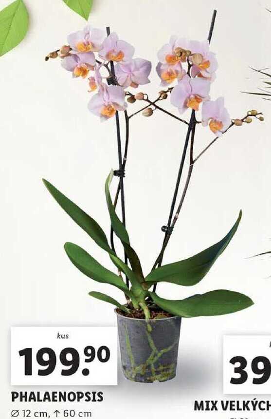 PHALAENOPSIS