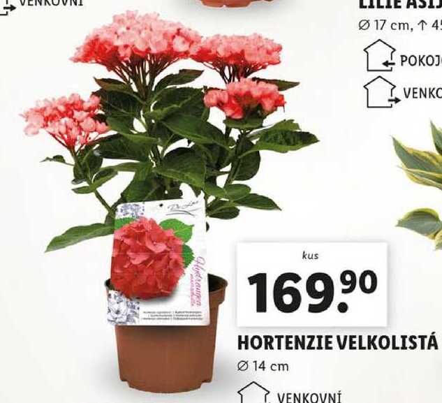 HORTENZIE VELKOLISTÁ 