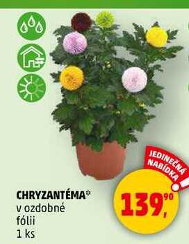 CHRYZANTÉMA v ozdobné fólii, 1 ks 