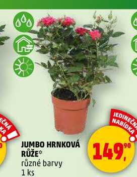 JUMBO HRNKOVÁ RŮŽE různé barvy, 1 ks  