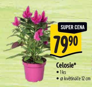 Celosie