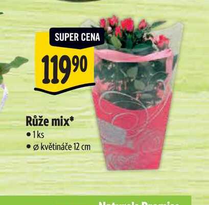   Růže mix, pr. květináče 12 cm 