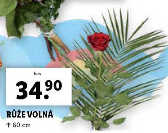 RŮŽE VOLNÁ 