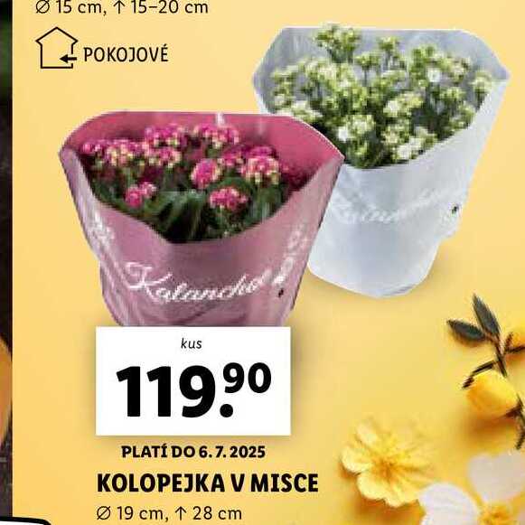 KOLOPEJKA V MISCE 
