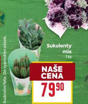 Sukulenty mix 1ks 