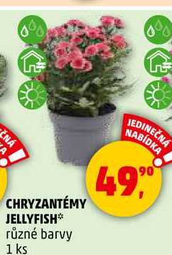 CHRYZANTÉMY JELLYFISH různé barvy, 1 ks 