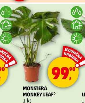 MONSTERA MONKEY LEAF, 1 ks 