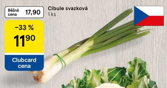 Cibule svazková, 1 ks 